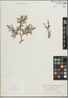 Foto von Salix lapponum L. x Salix repens L.